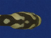 高砂蛇藏品圖，第11張